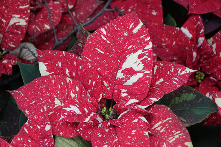 Beautiful red and white leaves of Red Marbled Poinsettia plantの写真素材