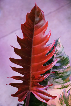 Stunning deep red color and variegated leaf of Philodendron Caramel Marble, a rare tropical plant