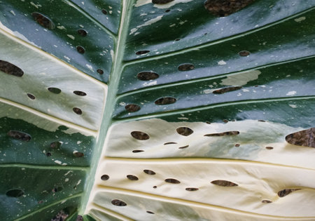 Close up of a variegated leaf of Monstera Thai Constellation, a rare tropical plant