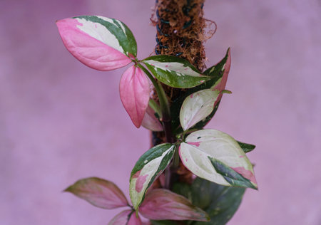 Beautiful pink, white and green variegated leaves of Syngonium Red Spot Tricolor, a rare and popular tropical plantの写真素材