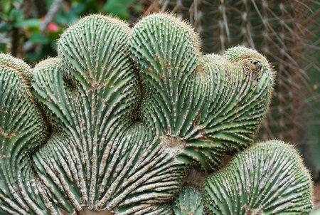 Coral shape cactus, also known with scientific name Strictum Crestataの写真素材