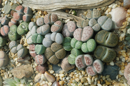 Close up of Lithops plant, also known as the living stones from Southern Africaの写真素材