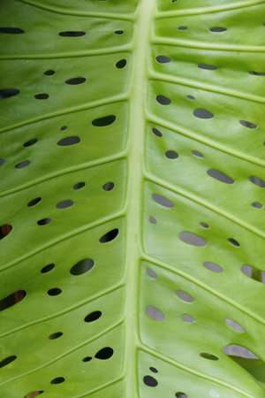 Close up of a light green leaf of Monstera Deliciosa Swiss Cheese tropical plantの写真素材