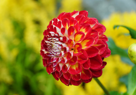 Close up of the bright red Dahlia 'Arabian Night'の写真素材
