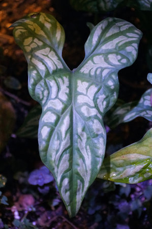 Beautiful leaf pattern of Cercestis Mirabilis, a rare tropical houseplant
