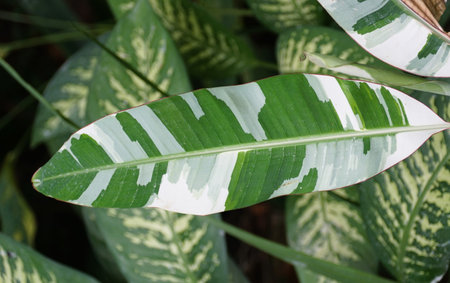 Beautiful white and green leaf of a variegated Banana Musa Florida treeの写真素材