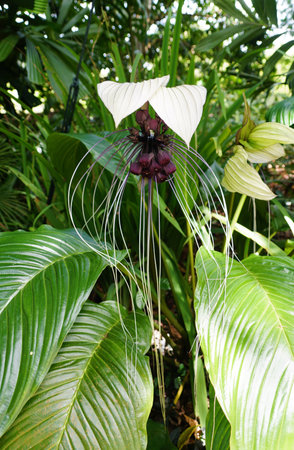 Close up of the unique and long haired flower of Sauropus Spatulifolius, also known as Dragon's Tongueの写真素材