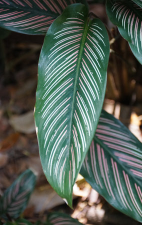 Close up of the green and orange leaf of Calathea Medallion, a popular houseplantの写真素材