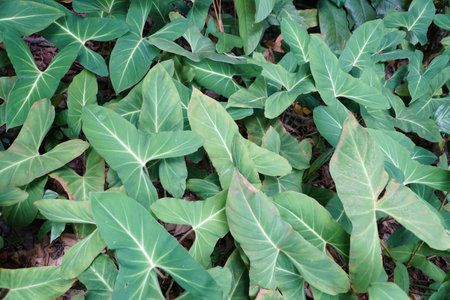 Beautiful green leaves of Adelonema Crinipes, a neotropical aroid native to South America