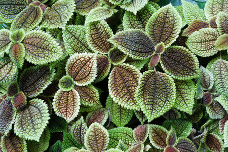 Beautiful green and dark red leaves of Pilea Involucrata, also known as a Friendship Plantの写真素材