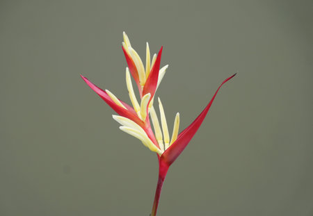Close up of a red and yellow flower of Heliconia psittacorum, a unique tropical plant