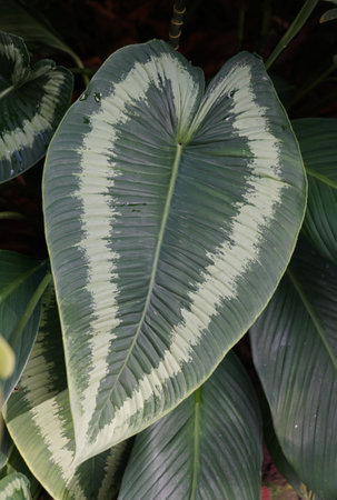 Close up of the green and white leaf of Schismatoglottis Wallichiiの写真素材
