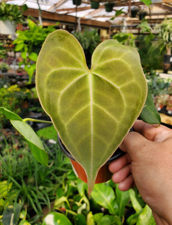 Close up of the love shape leaf of Anthurium Pterodactyl seedling, a rare tropical plantの写真素材