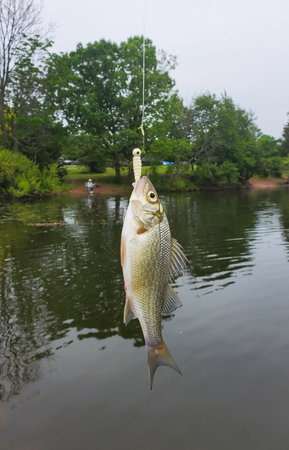 A silver perch on the hook and fishing line by a lake