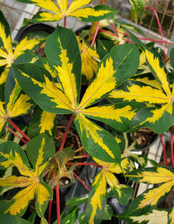 The Ornamental Cassava variegated leaves with yellow and green color