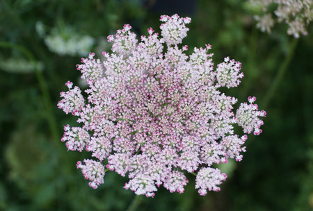 Close up of the tiny flowers of Queen Anne's Lace, also known as wild carrot flowers