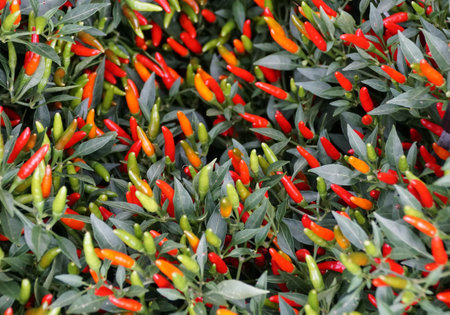 Beautiful bright tiny red color of Ornamental Pepper 'Demon Red'の写真素材