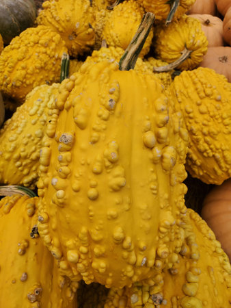 Close up of a yellow gourd with unique surfaceの写真素材