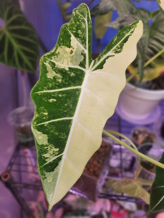 Stunning white and green marbled leaf of Alocasia Frydek Variegatedの写真素材