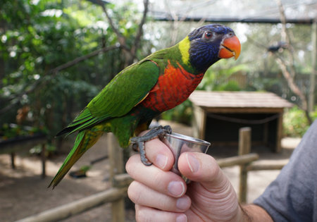 A tame and colorful lorikeet perching on the hand