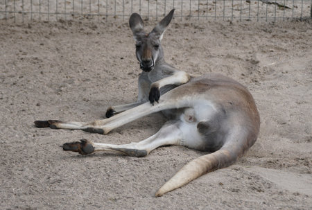 An adult kangaroo laying down and relaxing on the groundの写真素材