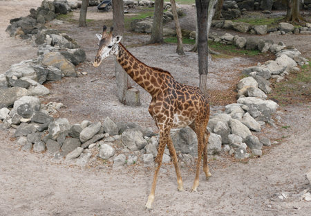 An adult giraffe walking on the groundの写真素材