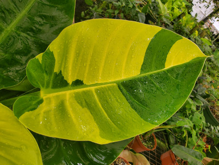 Beautiful yellow and green leaf of a variegated Philodendron Moonlightの写真素材