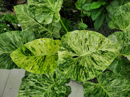 The large white and green marbled leaves of Philodendron Giganteum Blizzardの写真素材