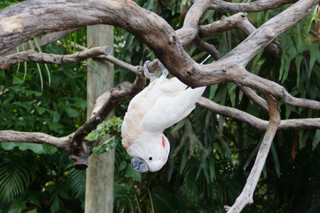 A Salmon Crested Cockatoo upside down on the tree branchの写真素材