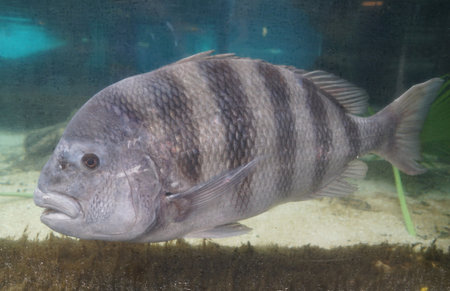 Closeup of a sheepshead swimming inside an aquarium