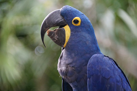 Close up of a cheerful blue Hyacinth macawの写真素材