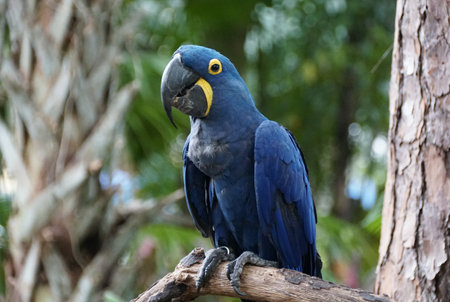Close up of a beautiful blue Hyacinth macaw