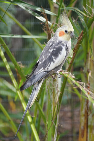 Close up of a yellow and grey Cockatiel perching on the branch