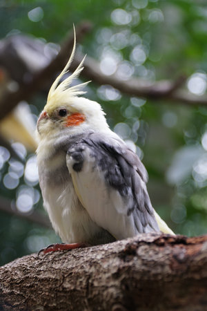 Close up of a yellow and grey Cockatiel perching on the tree branchの写真素材