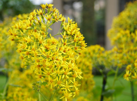 Tiny yellow flowers of Velvet Groundsel, with scientific name Roldana petasitis
