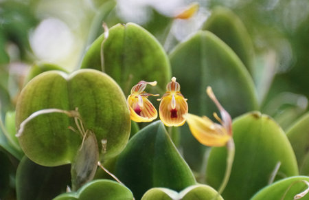 Closeup of the tiny yellow and red flowers of Restrepia nittiorhyncha orchidsの写真素材