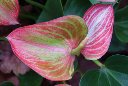 Closeup of the beautiful light pink and light green pattern on Anthurium Anthfytwal Livium flower