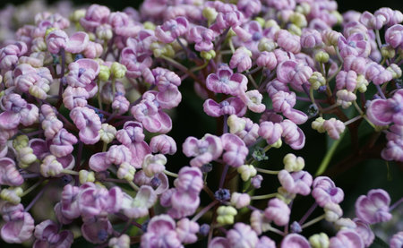 Closeup of the tiny light purple color of Bigleaf Hydrangea macrophylla Ayesha