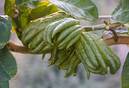 Closeup of the unique shape of Fingered Citron with scientific name Citrus medica