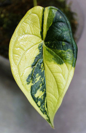 Stunning yellow and green marbled leaf of Alocasia Dragon Scale Aurea variegated, a rare and popular houseplantの写真素材