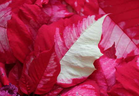 Beautiful red and white leaf of Poinsettia 'Ice Punch' with scientific name Euphorbia pulcherrimaの写真素材