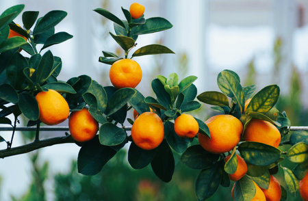 Close-up view of a Hybrid Kumquat 'Fukushu' tree with juicy fruits