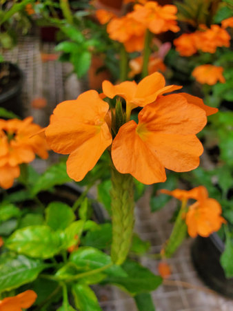 Closeup of the vibrant color of Crossandra Orange Marmalade, a unique tropical flowering plantの写真素材