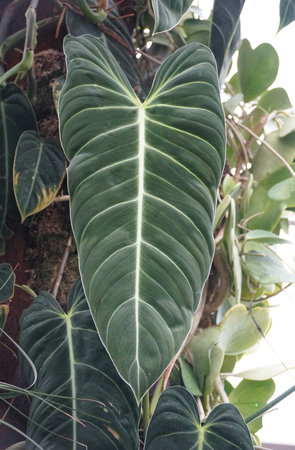 A large and velvety leaf of Philodendron Melanochrysum, also known as Black Gold Philodendron