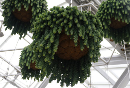 Cascading Burro's Tail succulents in a hanging planter, also known with scientific name Sedum morganianumの写真素材