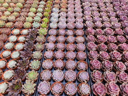 A vibrant array of succulents in various shades of pink, gray, and green, displayed in small terracotta pots.の写真素材