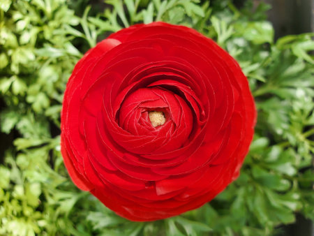 Closeup of a vibrant red ranunculus, its petals perfectly formed in a swirling pattern.の写真素材