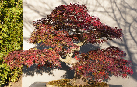 A beautiful Japanese Maple bonsai tree with red leaves