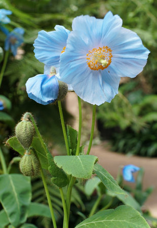 A light blue poppy flower, showcasing the beauty of nature's artistry.の写真素材