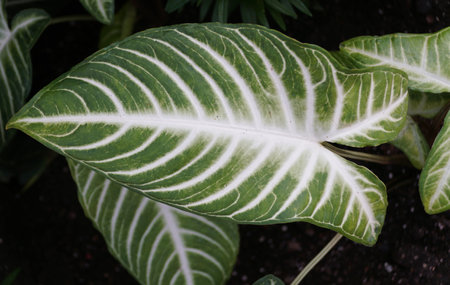 Detailed leaf structure of Xanthosoma Lindenii with prominent, contrasting white and green lines.の写真素材